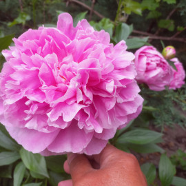 Александр Флеминг