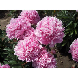 Гордость Сада