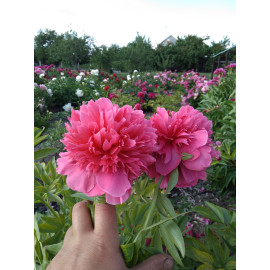 Анжело Кобб Фриборн