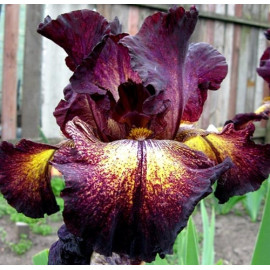 103. Старлинг Соната