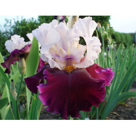 125. Бразилан Холидей