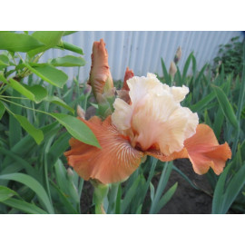 144. Мандарин Морнинг