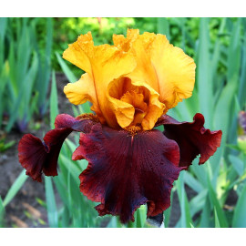 158. Суприм Султан