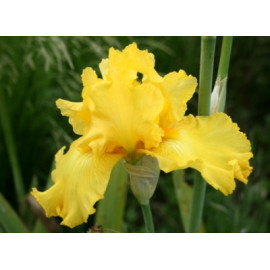 159. Темпл Голд