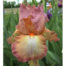 162. Хало ин Роузвуд