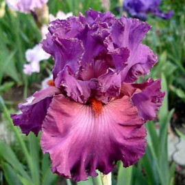 166. Фешенейбл Лайт