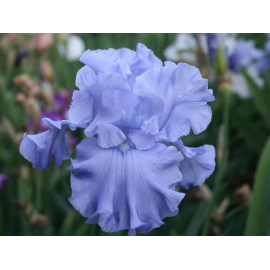 167. Эбик Фоллз