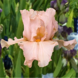 172. Анна Герман