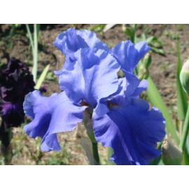 175. Блю Темптейшн