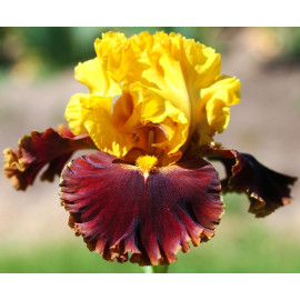 176. Болд Инкаунтер