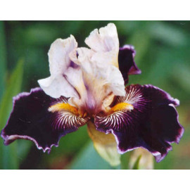 177. Вайлд Вижен