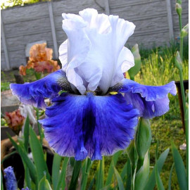 178. Висперинг Фоллз