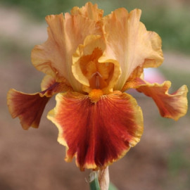 181. Иксклюзивити