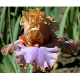 182. Камео Даун