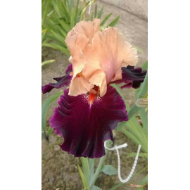 197. Скотти ш Ребел