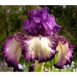 198. Сомерсолт