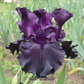 199. Фейд ту Блек