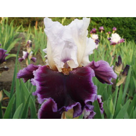 200. Энджой Зе Пати