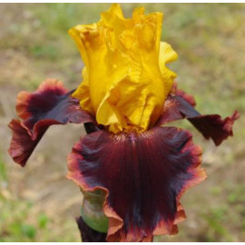 201. Эншиент Эшиз