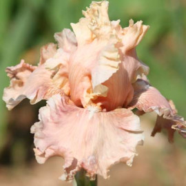 203. Айм Ерз Леди