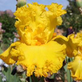 204. Амарилло Фриллз