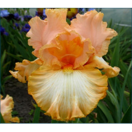 205. Барбара Май Лав