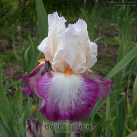 206. Болд Фешн