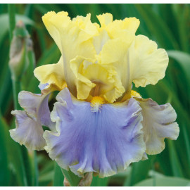 207. Болливуд