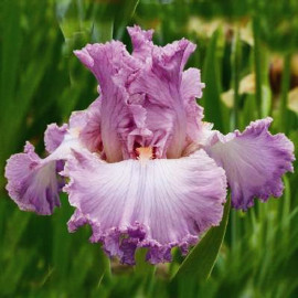 209. Венский Вальс