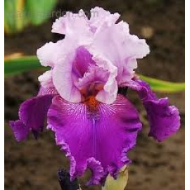 210. Вивид Лук