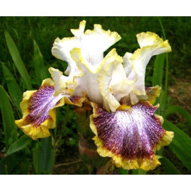 211. Висперинг Спирите