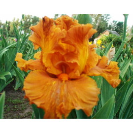 212. Голден Пантер