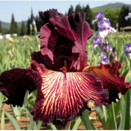 213. Дабл Вижен