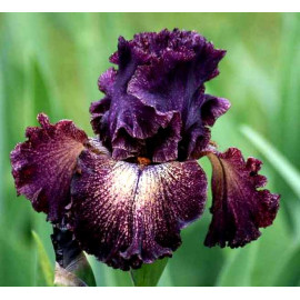 214. Дарк Драма