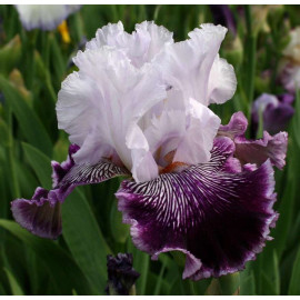 215. Джипси Джина