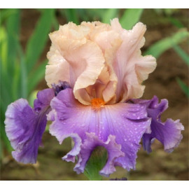 217. Дискавери Трейше