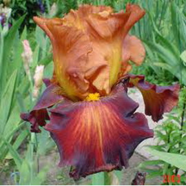 218. Дифферент Флейворз