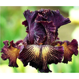 219. Драма Куин