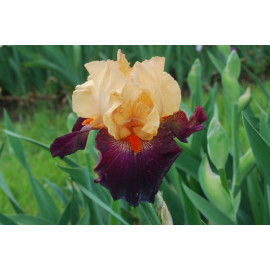 220. Импостер