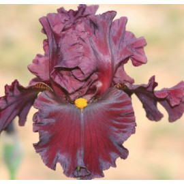 221. Инфраред