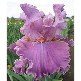 222. Калигазам