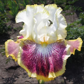 223. Карнавал Райд