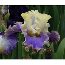 224. Кона Вейвз