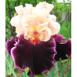 226. Маррокен Меджик