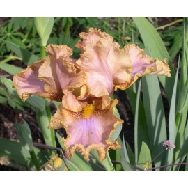 227. Мистрис оф Камелот