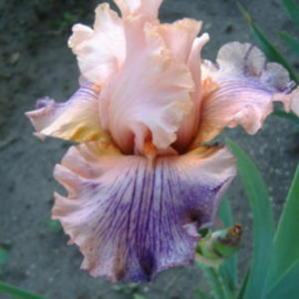 228. Новая Идея