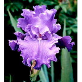 231. Нью Ренессанс