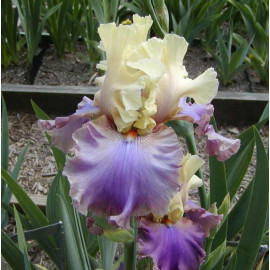 60. Дрим Тил Даун