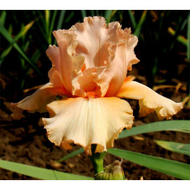 65. Ирис Ирен