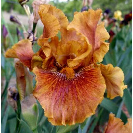 68. Кримсон Тайгер